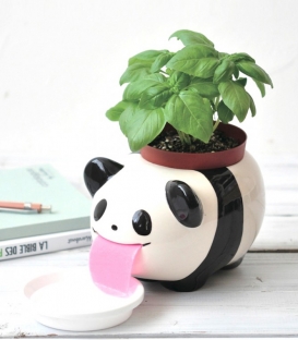 Peropon PAPA Panda, Plante à pousser