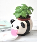 Peropon Papa Panda, Plante à pousser