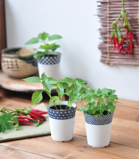 3 plantes à faire pousser Yakumi épices japonaises