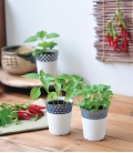 3 plantes à faire pousser Yakumi épices japonaises